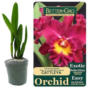 4 in. Red Cattleya Packaged Orchid