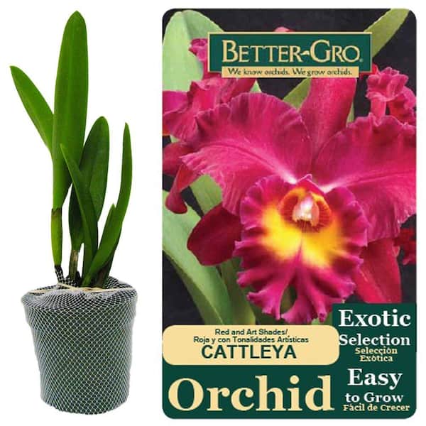 Better-Gro 4 in. Red Cattleya Packaged Orchid
