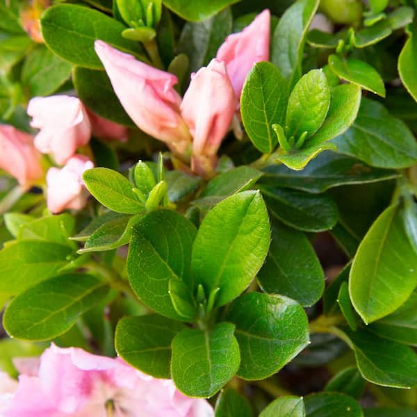 ENCORE AZALEA 3 Gal. Autumn Sweetheart Shrub with Soft Pink