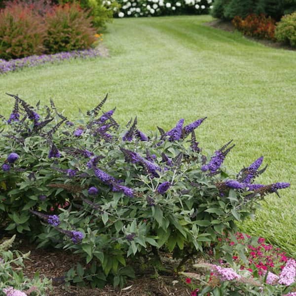 2 Gal. Pugster Blue Butterfly Bush (Buddleia) Live Flowering Shrub with True-Blue Flowers