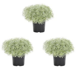 2 Qt. Artemisia Silver Mound Perennial Plant (3-Pack)