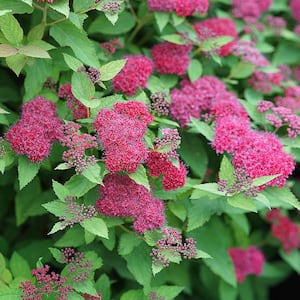 Online Orchards 1 Gal. Goldflame Spirea Shrub Neon Yellow Foliage Clashes  Beautifully Against Bright Red Flowers SBSP001 - The Home Depot