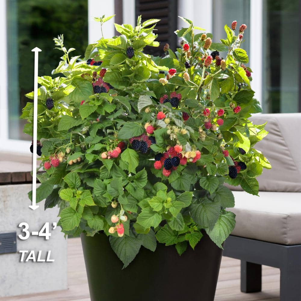 Bushel and Berry Baby Cakes® Blackberry Plant, 33 Inches, Non-GMO