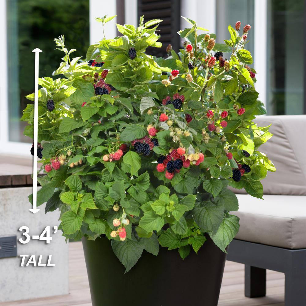 33-Inch Packaged Dwarf Thornless Blackberry Plant for Full Sun