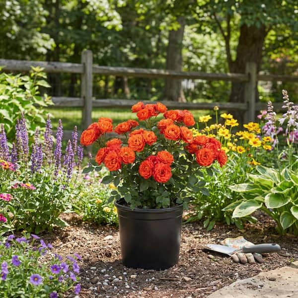 Vigoro MY BOUQUET ROSE #2 1013139183 - The Home Depot