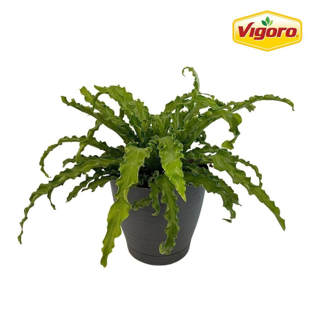 Vigoro 1.41 qt. Bird Nest Fern Plant in Deco Pot with Built in Saucer
