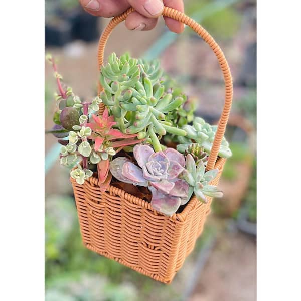11 in. Small Wicker Soilless Succulent Plant Flower Basket