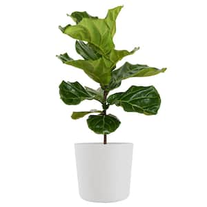 Fiddle Leaf Fig Ficus Lyrata Standard Live Indoor Outdoor Plant in 10 inch Premium Sustainable Ecopots Pure White Pot