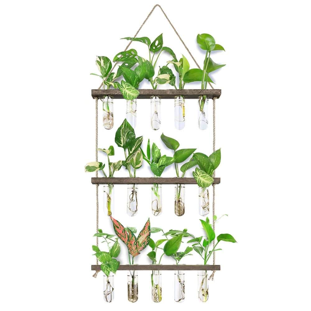 large indoor plants low light Variegated Peace Lily in a 6" Nursery Large Pot