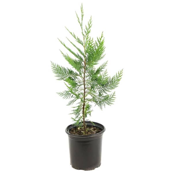 national PLANT NETWORK 2.5 qt. Live Table Top Christmas Tree Leyland Cypress Shrub