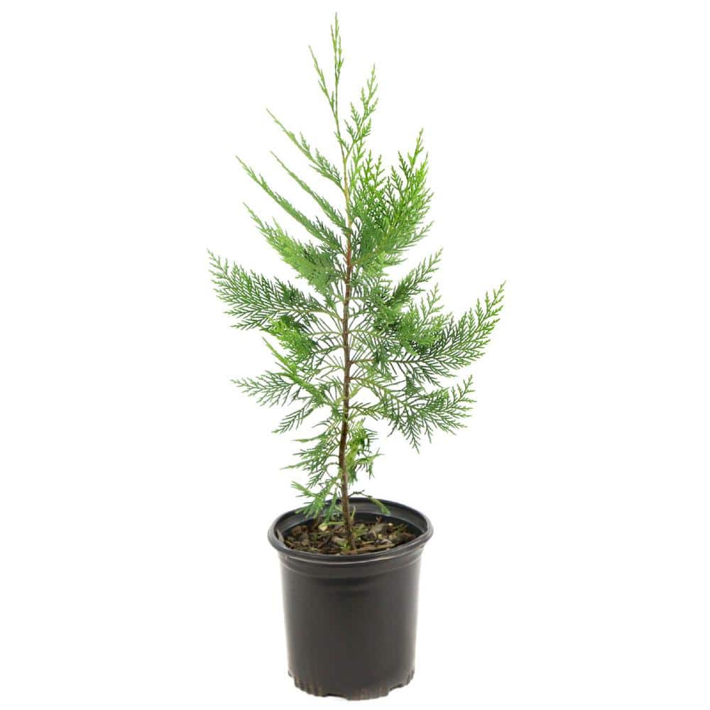 national PLANT NETWORK 2.25 Gal. Cypress Leyland Shrub HD7123