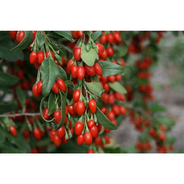 PROVEN WINNERS 4.5 in. Qt. Sweet Lifeberry Goji Berry (Lycium) Live Shrub, Purple Flowers and Red Fruit