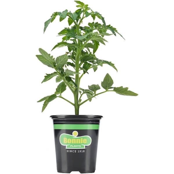 Bonnie Plants 19 oz. Organic Little Sicily Globe Tomato Plant