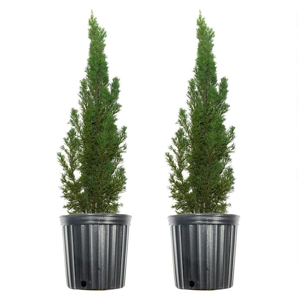 Unbranded 2 ft.- 3 ft. Italian Cypress (2-Pack)