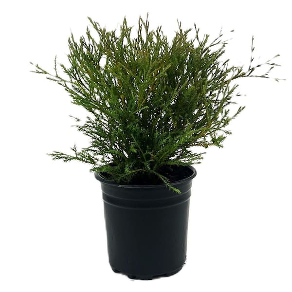 zimmerpflanze asparagus Asparagus setaceus