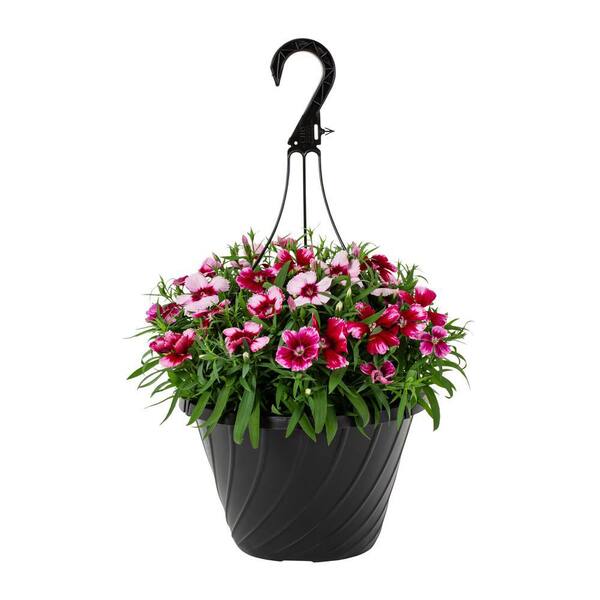 METROLINA GREENHOUSES 1.25 Gal. Dianthus Hanging Basket Annual
