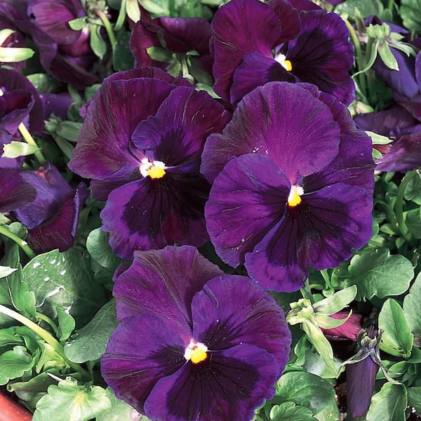 ALTMAN PLANTS 4 IN. Pansy Plant with Blue and Purple Flowers in Grower Pot