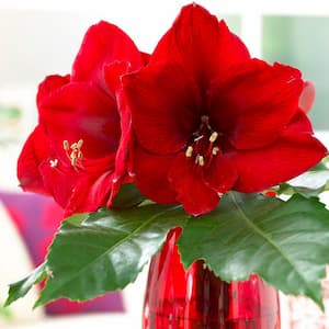 Amaryllis Bulbs Economy Red Lion (Set of 3)