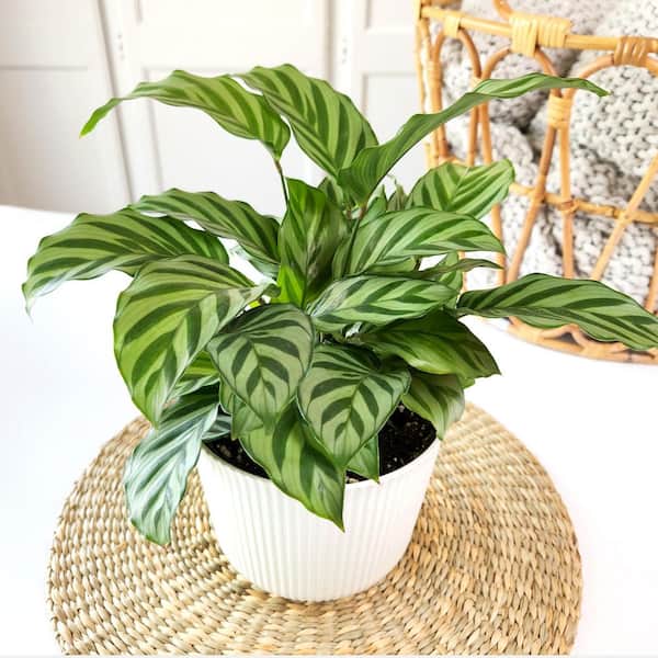 ALTMAN PLANTS Calathea Freddie, 6 in. White Decorative Pot, Pet Friendly Calathea Plant, Striped Live Indoor House Plant Gift