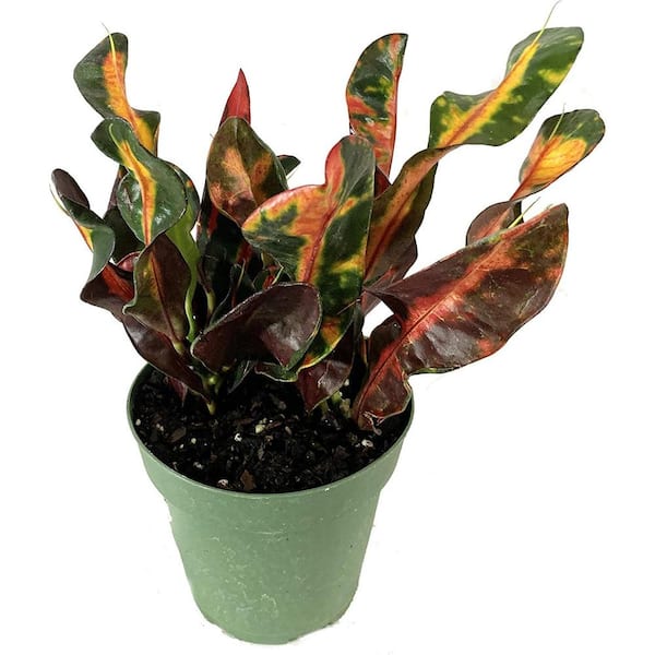 Wekiva Foliage Croton Mammy-Live Plant in a 4 Inch Pot-Codiaeum 'Mammy'-Tropical Easy Care Indoor Houseplant