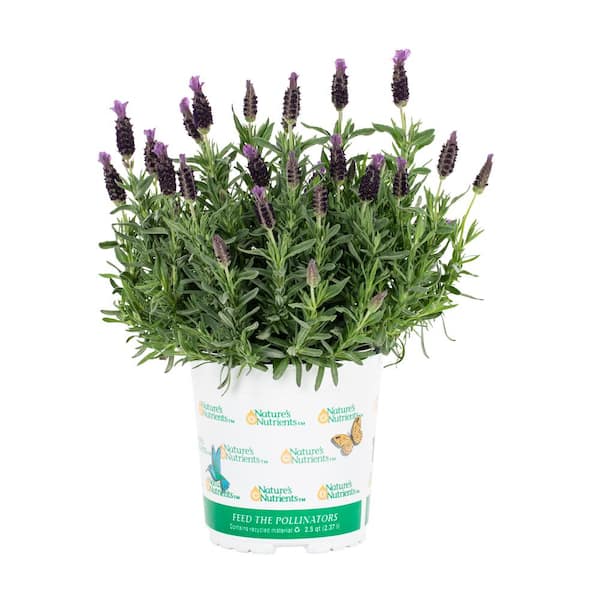 Metrolina Greenhouses 2.5 qt. Vigoro Nature's Nutrients Lavender Primavera Perennial Plant