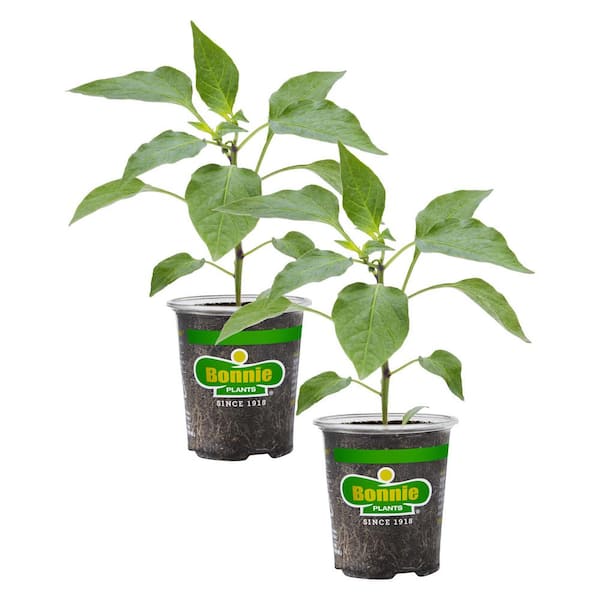 Bonnie Plants 19 oz. Red Ghost Super Hot Pepper Plant (2-Pack)
