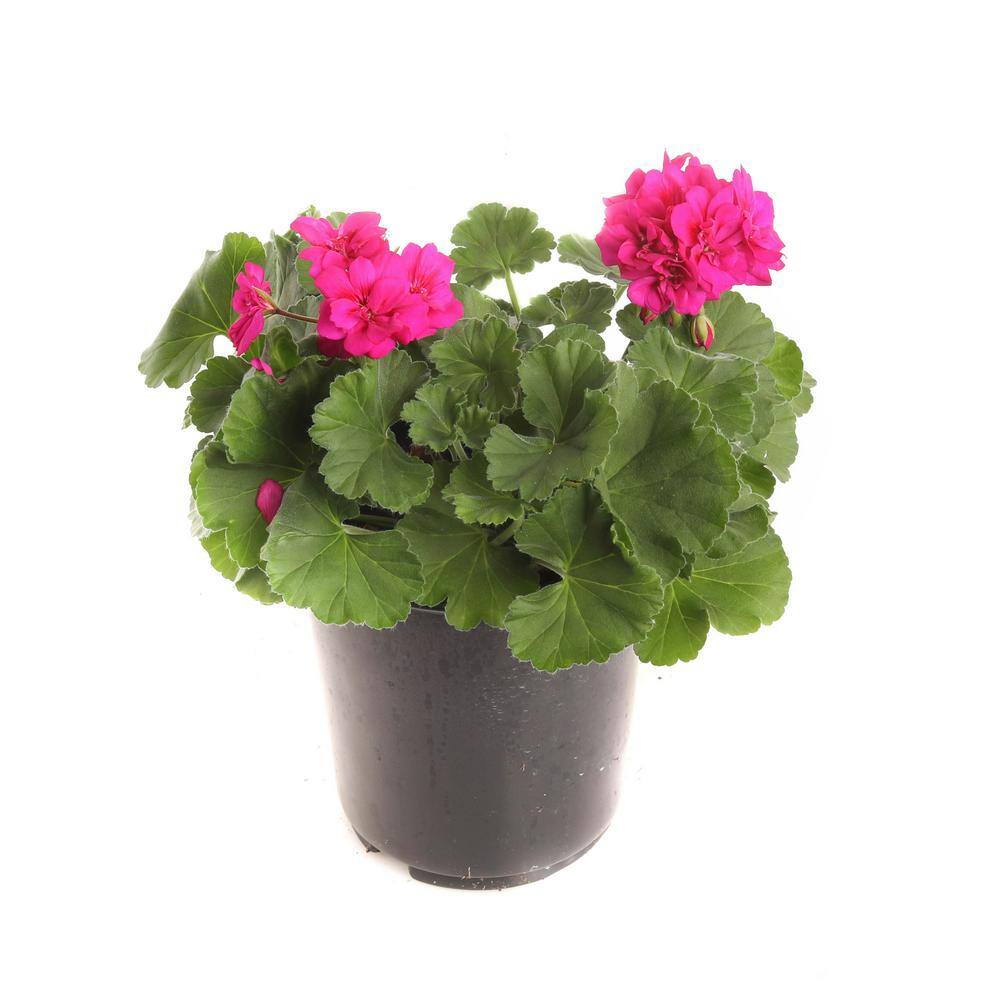 PLANTS BY POST 2 Gal. Purple Geranium Plant 748179530163 - The Home Depot