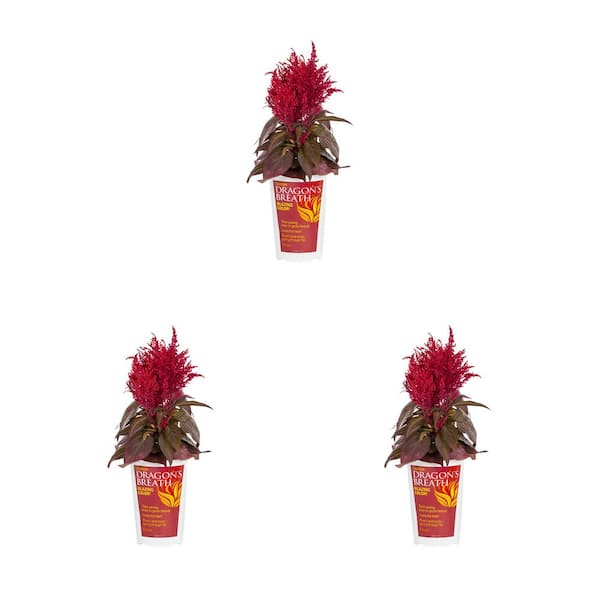 DRAGON'S BREATH 2 Qt. Red Celosia Dragon's Breath Annual Plant (3-Pack)