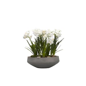 Artificial Indoor Paper White Bulbs in Concrete Bowl
