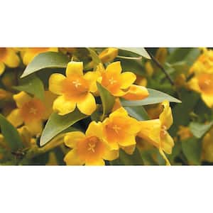 2 Gal. Echo Jasmine Duet Jessamine Climbing Vine Evergreen Plant with Yellow Fragrant Blooms in Spring and Fall