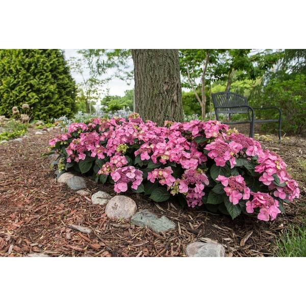 Endless Summer 2 Gal. Pop Star Reblooming Hydrangea Flowering Shrub with  Electric Blue or Pink Lacecap Flowers 26512 - The Home Depot