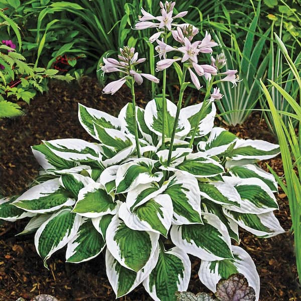 Spring Hill Nurseries 2.50 Qt. Pot, Patriot Hosta, Live Deciduous Perennial Plant (1-Pack)