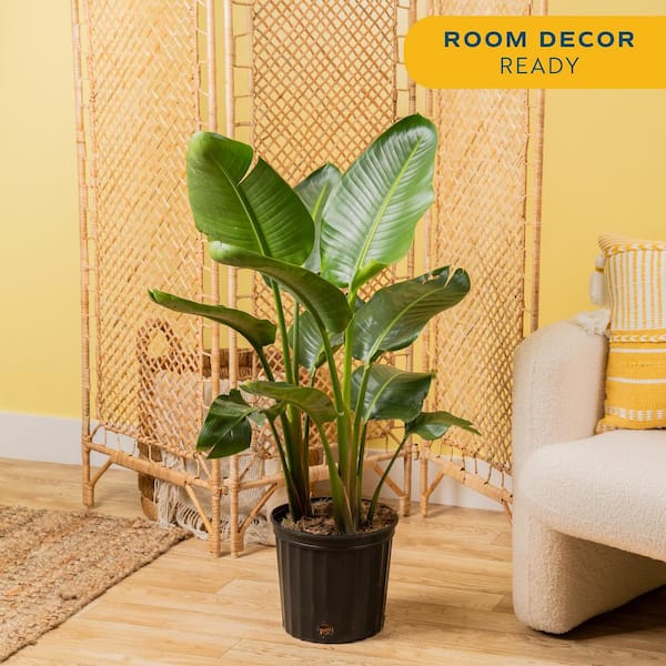 White Bird of Paradise Indoor Plant in 10 in. Grower Pot, Avg. Shipping Height 2-3 ft. Tall