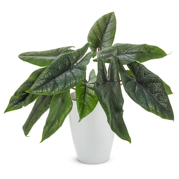 Elephant Ear Alocasia Pining For You Indoor Plant in 5 in. White Ceramic Container