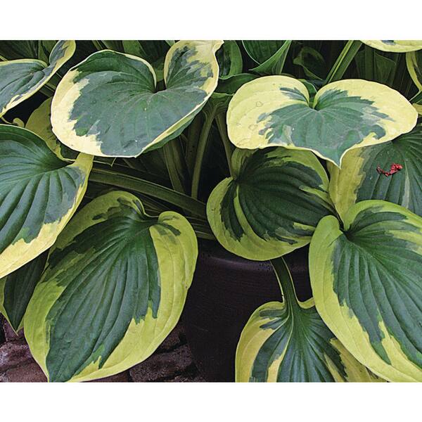 2.5 Qt. Hosta Twilight Perennial (2-Pack) 1069 - The Home Depot