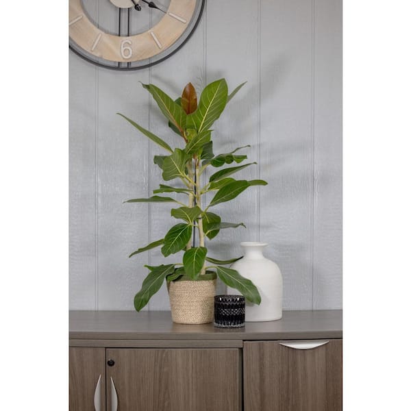 photinia red robin 40/60 Photinia Red Robin 6ft (180cm) in a 25lt pot