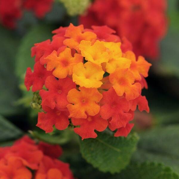 SOUTHERN LIVING 2.5 Qt. Little Lucky Red Lantana, Live Perennial Plant, Red to Orange Bloom Clusters