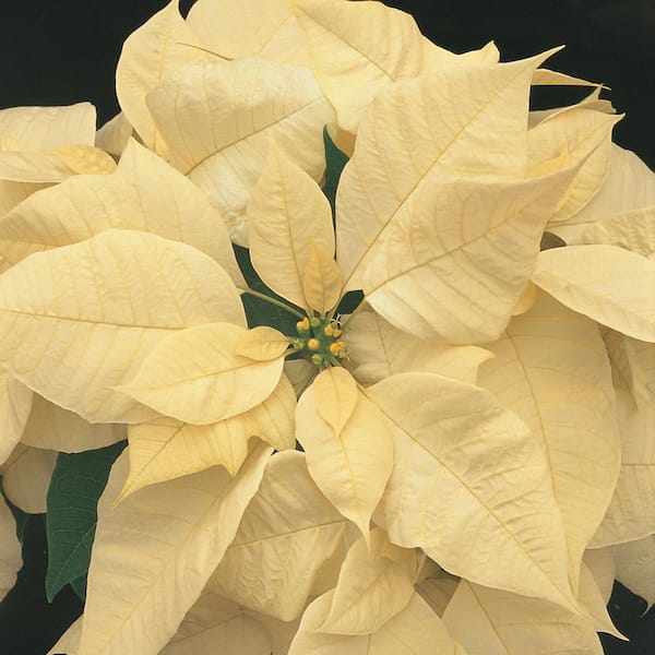 7.5 in. White Poinsttia Holiday Plant in Athena Square Planter