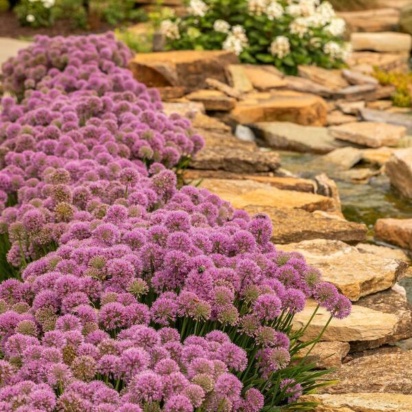 PROVEN WINNERS 0.65 Gal. 'Serendipity' Ornamental Onion (Allium