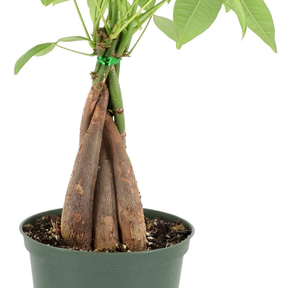 Large Green Money Tree in Plastic Grower Pot
