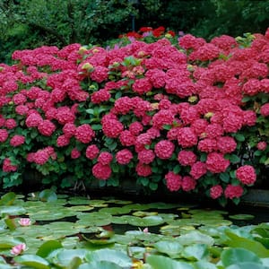 2.5 Qt. Red Beauty Hydrangea Shrub with Red Flowers