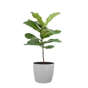 Fiddle Leaf Fig Ficus Lyrata Standard Live Indoor Outdoor Plant in 10 inch Premium Sustainable Ecopots White Grey Pot