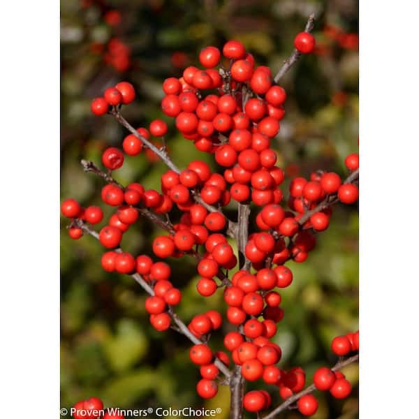 PROVEN WINNERS Berry Heavy ColorChoice Ilex 4.5 in. Quart