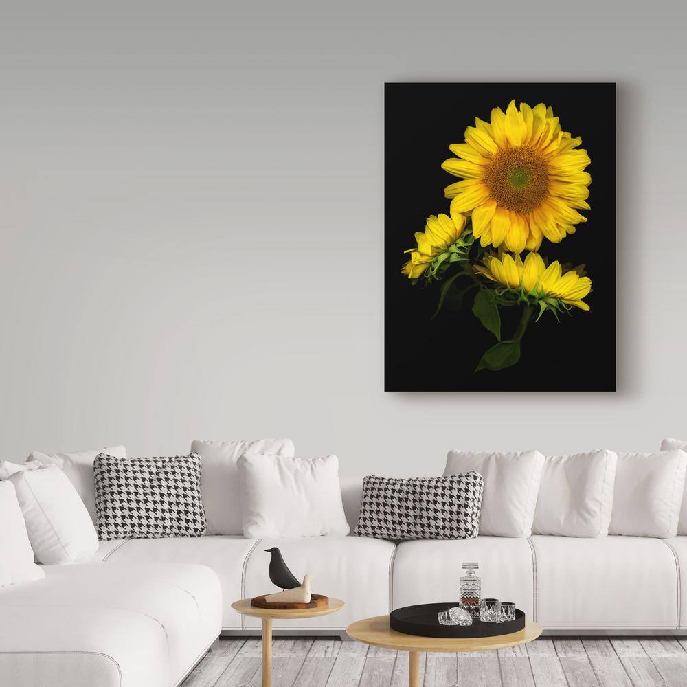 Large Yellow Sunflower Canvas Print on Black Background