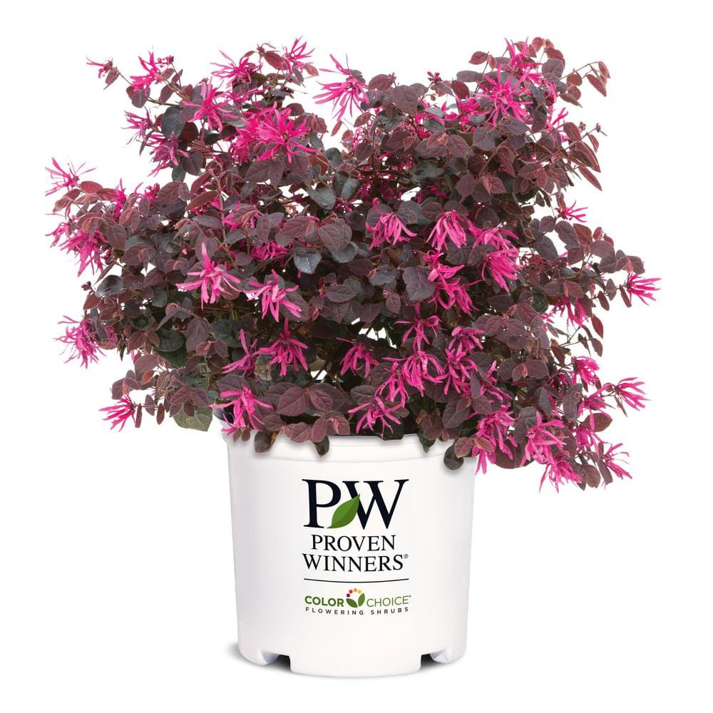 PROVEN WINNERS 2 Gal. Jazz Hands Pink Loropetalum Shrub with Cool ...