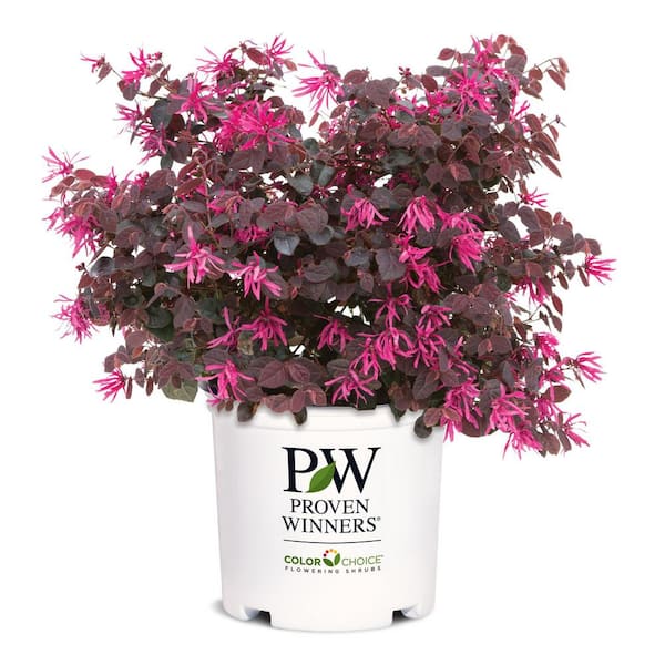 PROVEN WINNERS 2 Gal. Jazz Hands Pink Loropetalum Shrub with Cool Purple Foliage