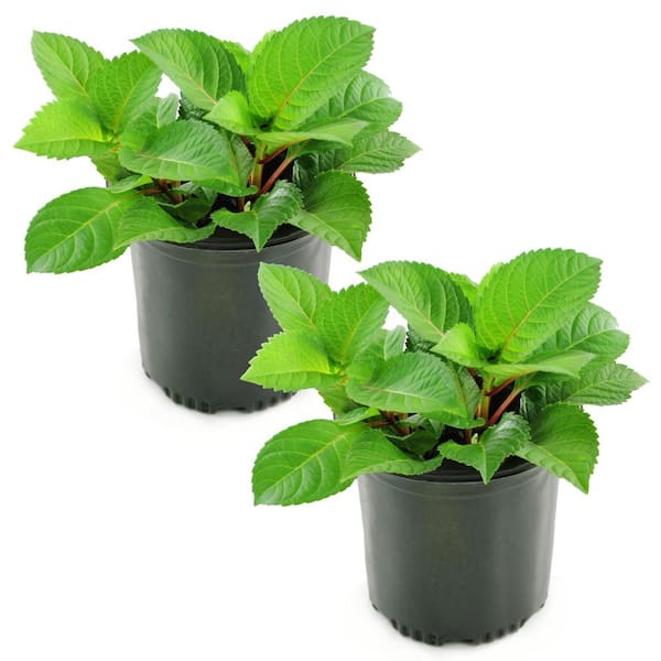 1 gal. Red Beauty Hydrangea Shrub with Red Flowers (2-Pack)