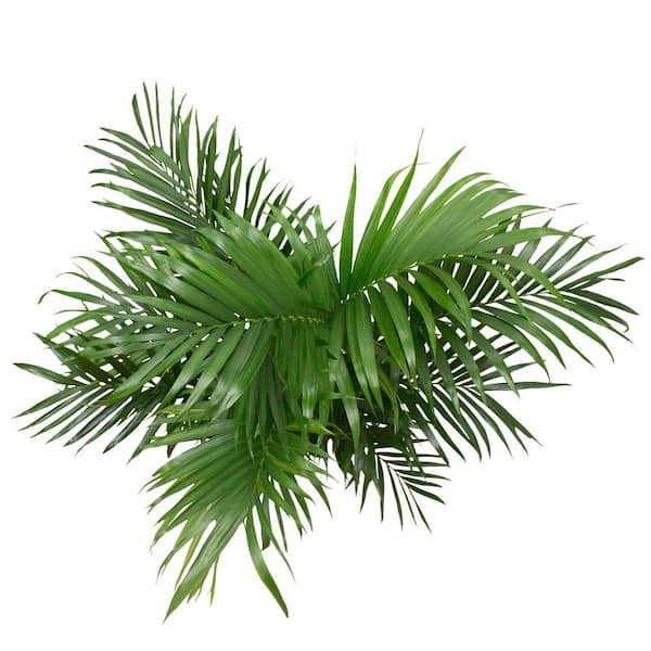 modern wall planter indoor WallyGro Wally One Vertical Garden- Chocolate main image 1