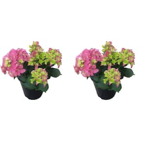 2.5 Qt. Pink Perennial Hydrangea Macrophylla (2-Pack)