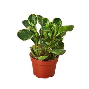 Peperomia Marble Peperomia Obtusifolia Plant in 4 in Grower Pot